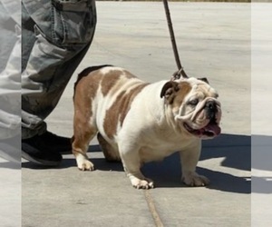 Mother of the English Bulldog puppies born on 07/11/2023