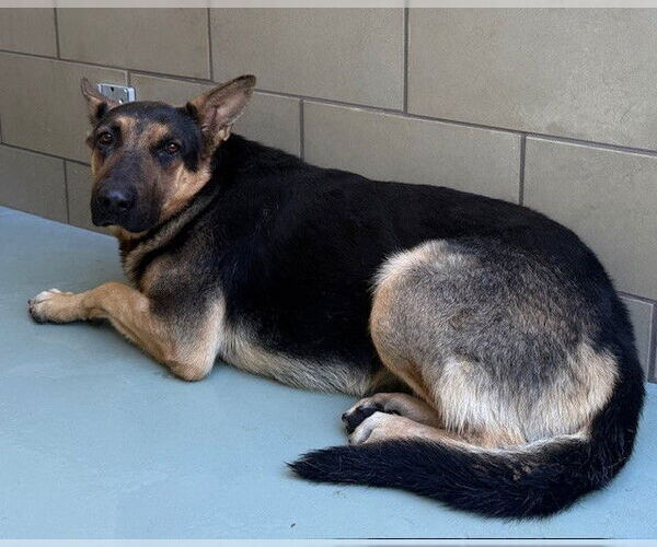 Medium Photo #1 German Shepherd Dog Puppy For Sale in Riverside, CA, USA