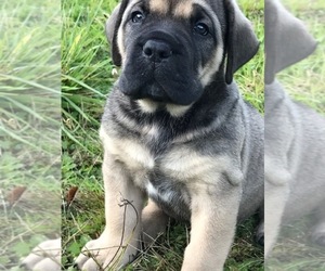 Medium Cane Corso