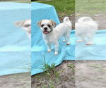 Small #8 Shih Tzu