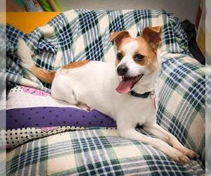 Chihuahua-Unknown Mix Dogs for adoption in Oklahoma City, OK, USA