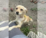 Small #1 Pomeranian Mix