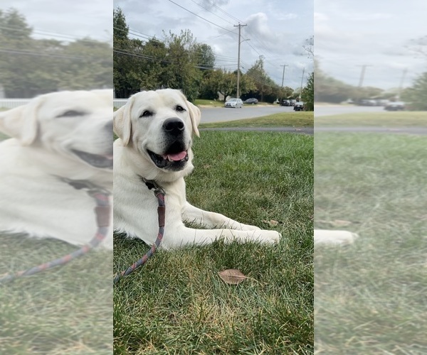 Medium Photo #3 Labrador Retriever Puppy For Sale in LOUISBURG, NC, USA