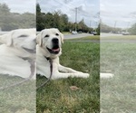 Small #2 Labrador Retriever