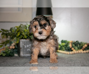 Cavapoo (Miniature) Litter for sale in CAMDEN, MI, USA