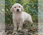 Small Photo #2 Golden Retriever Puppy For Sale in WARSAW, IN, USA