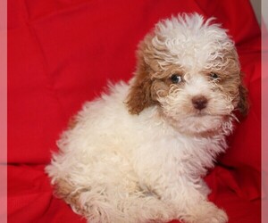 Cavapoo Puppy for sale in BLOOMINGTON, IN, USA