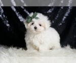 Small #2 Maltese