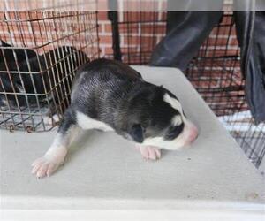 Labrador Retriever-Unknown Mix Dogs for adoption in Houston, TX, USA