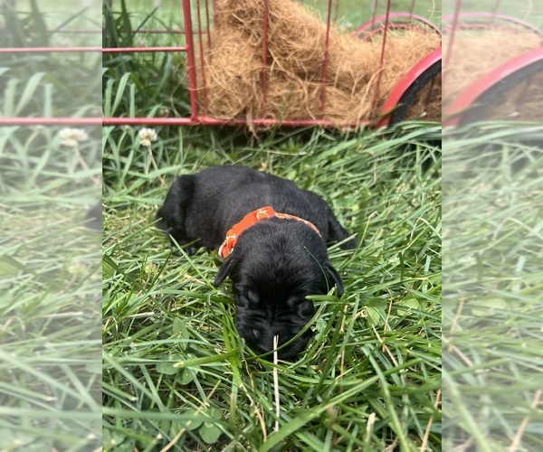 Medium Photo #10 Labrador Retriever Puppy For Sale in NEOLA, WV, USA