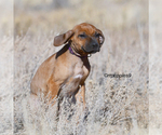 Small #2 Rhodesian Ridgeback