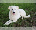 Small #1 Great Pyrenees