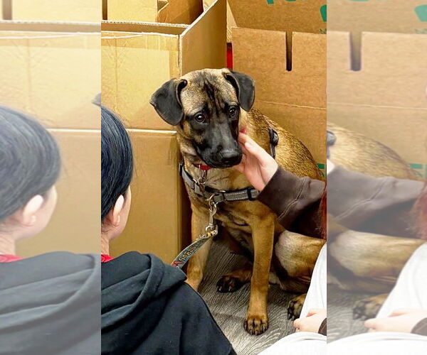 Medium Photo #5 Mutt Puppy For Sale in Rootstown, OH, USA