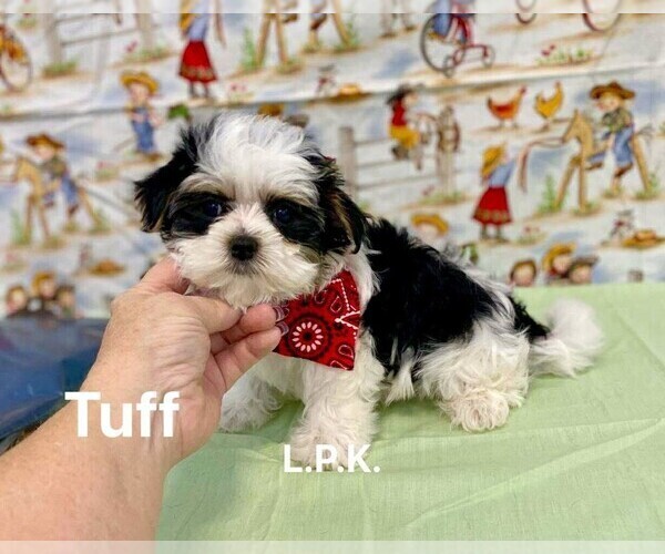 Medium Photo #1 Morkie Puppy For Sale in WINNSBORO, LA, USA