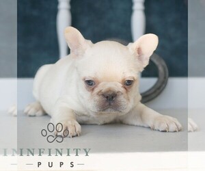 French Bulldog Puppy for sale in GORDONVILLE, PA, USA