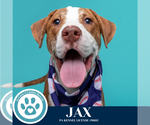 Small #4 American Pit Bull Terrier-Labrador Retriever Mix