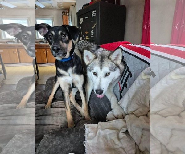 Medium Photo #3 Siberian Husky-Unknown Mix Puppy For Sale in Germantown, OH, USA