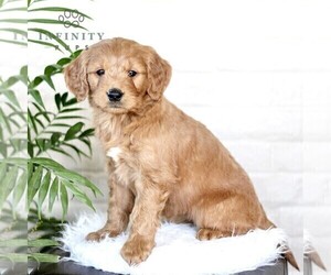 Goldendoodle (Miniature) Puppy for Sale in LITITZ, Pennsylvania USA