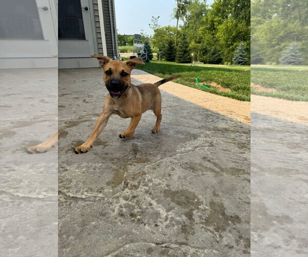 Medium Photo #5 Mutt Puppy For Sale in New London, WI, USA