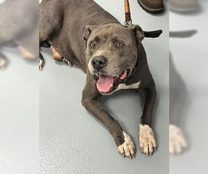 Mutt Dogs for adoption in St. Cloud, FL, USA