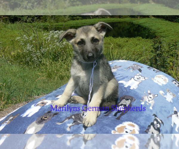 Medium Photo #1 German Shepherd Dog Puppy For Sale in PIEDMONT, MO, USA