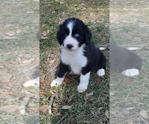 Aussiedoodle Puppy for sale in SARASOTA, FL, USA