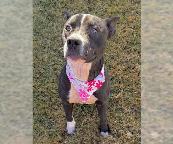 Medium Photo #1 Mutt Puppy For Sale in Tulsa, OK, USA