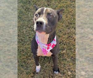 Mutt Dogs for adoption in Tulsa, OK, USA