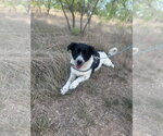 Small #4 Border Collie-Colonial Cocker Spaniel Mix