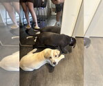 Small Photo #6 Shepweiller Puppy For Sale in Raleigh, NC, USA