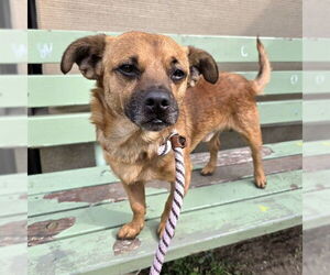 Chihuahua-Unknown Mix Dogs for adoption in Long Beach, CA, USA