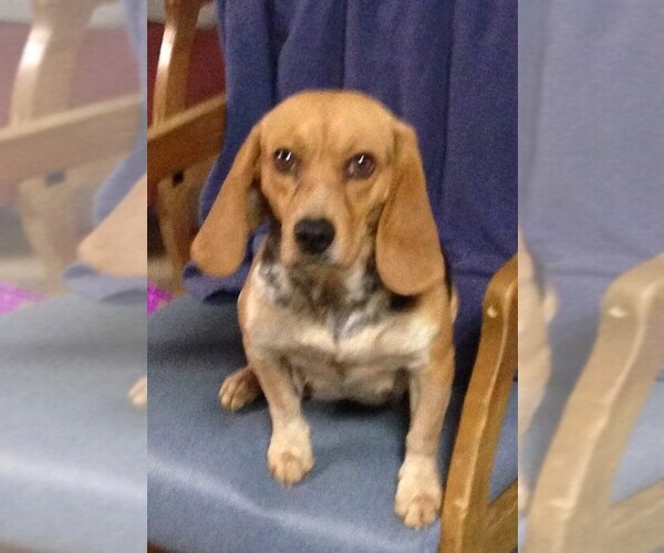 Medium Photo #1 Beagle Puppy For Sale in MINERAL POINT, WI, USA