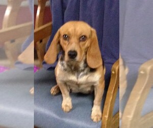 Mother of the Beagle puppies born on 06/02/2025