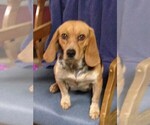 Small Photo #1 Beagle Puppy For Sale in MINERAL POINT, WI, USA