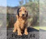 Small Photo #5 Labradoodle Puppy For Sale in PORTERVILLE, CA, USA