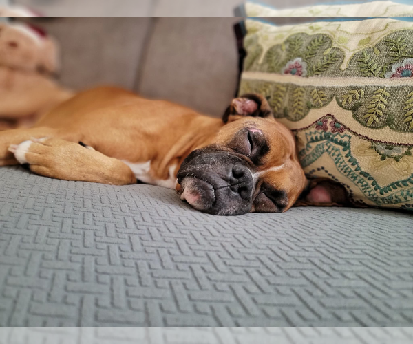 Medium Photo #2 Boxer Puppy For Sale in Dumont, NJ, USA