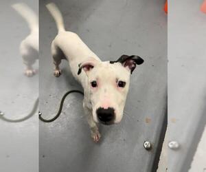 Mutt Dogs for adoption in Peoria, IL, USA