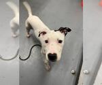 Small Mutt