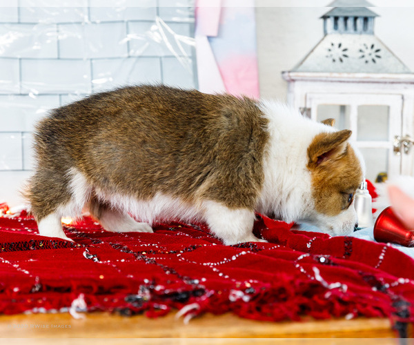 Medium Photo #28 Cardigan Welsh Corgi Puppy For Sale in WAKARUSA, IN, USA