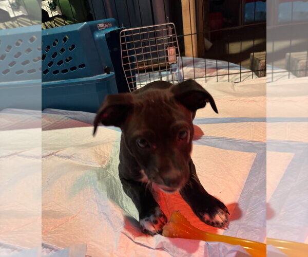 Medium Photo #7 Chihuahua-Unknown Mix Puppy For Sale in Grafton, WI, USA
