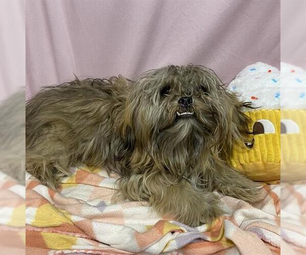 Medium Photo #1 Shih Tzu-Unknown Mix Puppy For Sale in Modesto, CA, USA