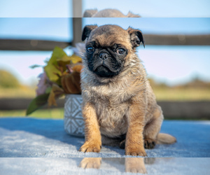 Pug Puppy for sale in STRASBURG, PA, USA