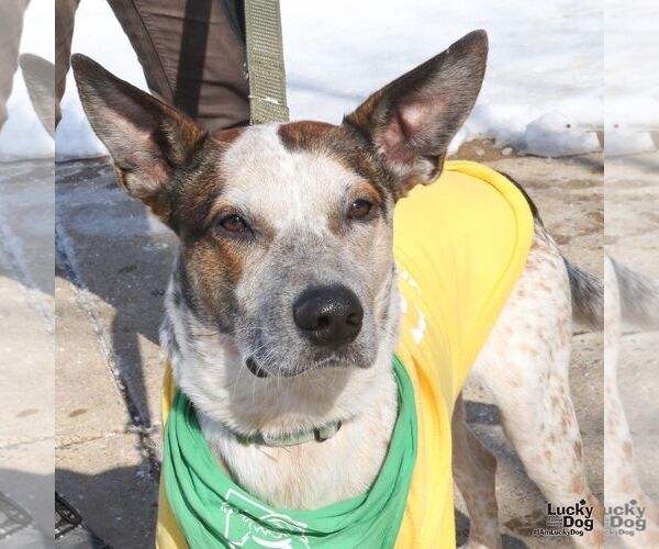 Medium Photo #5 Mutt Puppy For Sale in Washington, DC, USA