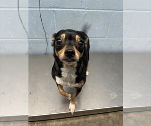 Chihuahua Dogs for adoption in Evansville, IN, USA