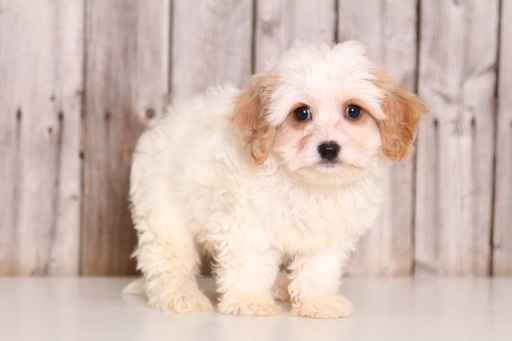 Medium Photo #1 Cavachon Puppy For Sale in MOUNT VERNON, OH, USA