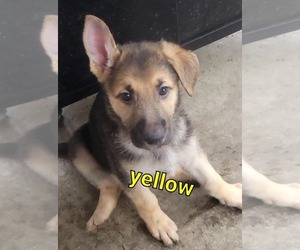 German Shepherd Dog Puppy for sale in DREXEL GARDENS, IN, USA