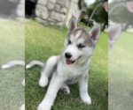 Small Photo #8 Siberian Husky Puppy For Sale in BRKN ARW, OK, USA