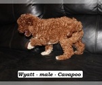 Small #1 Cavapoo