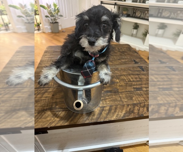 Medium Photo #43 Schnoodle (Miniature) Puppy For Sale in DINWIDDIE, VA, USA