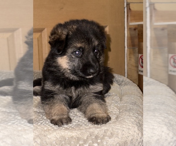 Medium Photo #6 German Shepherd Dog Puppy For Sale in SUMPTER TWP, MI, USA